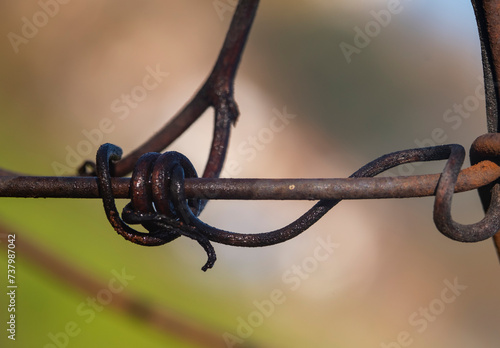Dead tendrils of vines clinging on the wire fence in a vineyard. Spiral © mestock