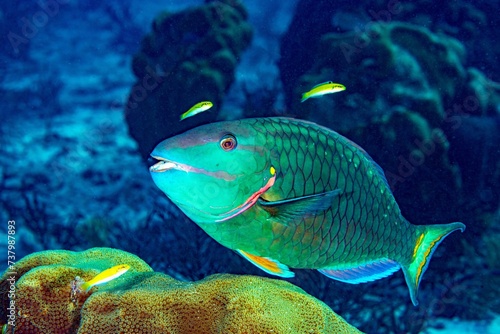 Parrot fish, Stoplight, Bonaire