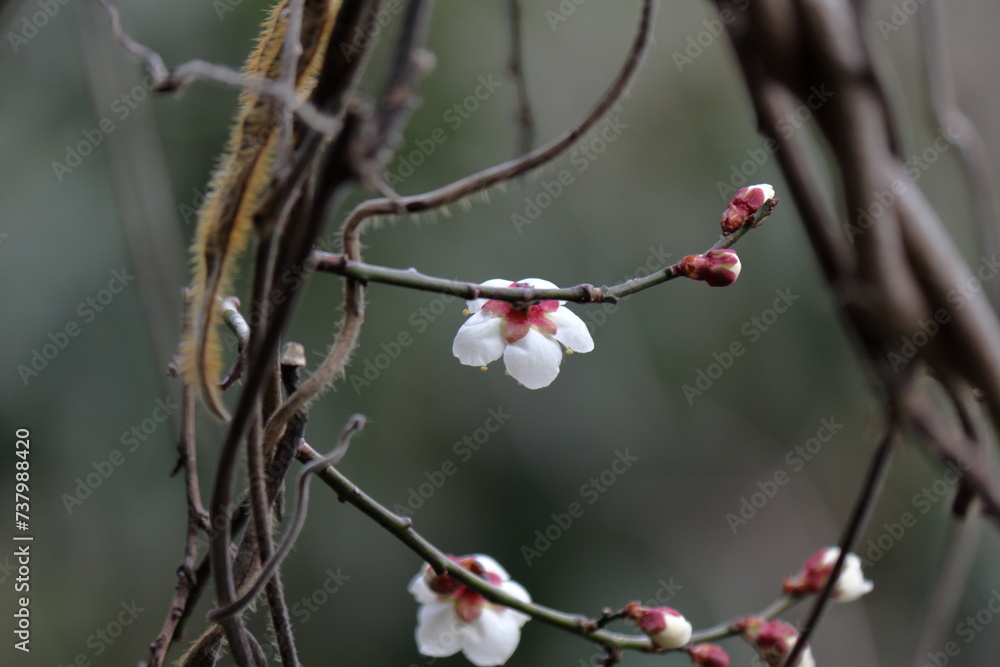 日本に咲く梅の花 日本に咲く梅の花