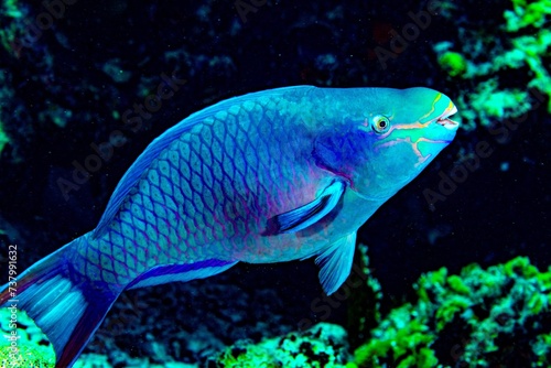 Parrot fish, Stoplight, Bonaire