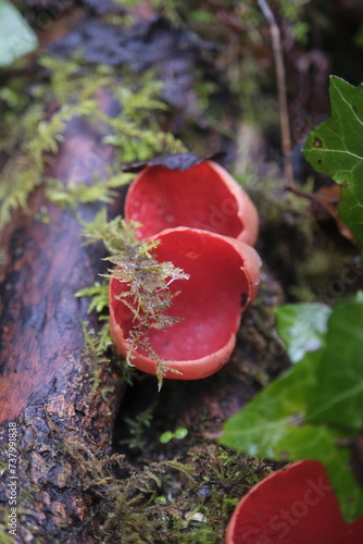 Scarlet Elfcup mushroom growing in Scotland