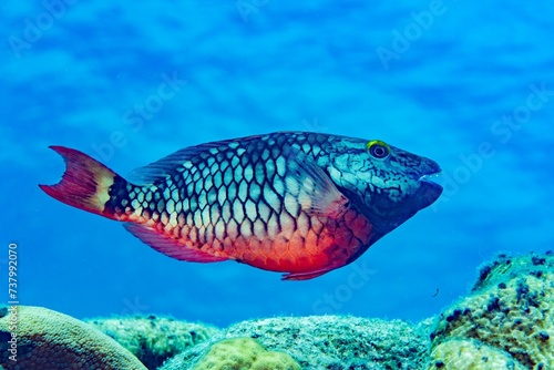 Fototapeta Naklejka Na Ścianę i Meble -  Parrot fish, Stoplight, Bonaire