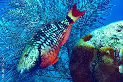 Parrot fish, Stoplight, Bonaire