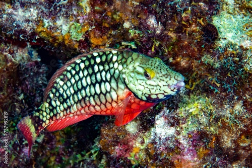 Parrot fish, Stoplight, Bonaire