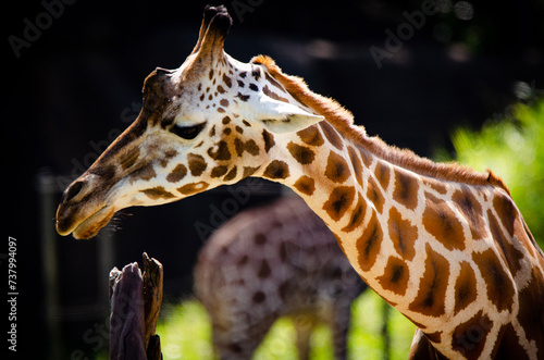 Photography Animals