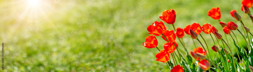 Fototapeta premium Meadow with bright red tulips in the spring.