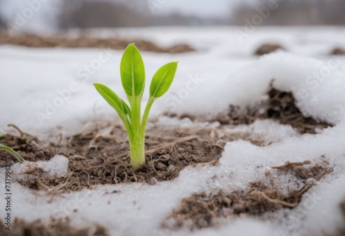 A young green plant makes its way out of the ground and snow in early spring