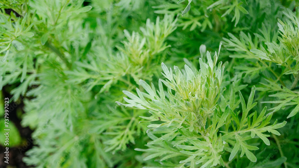 Silver-green background from wormwood leaves. Wormwood leaves close up. The background. Silver-green background from wormwood leaves. Wormwood leaves close up. The background.