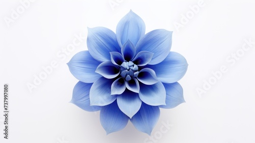 blue flower bud on white background top view. isolated. concept of care cosmetics, for skin, face, women