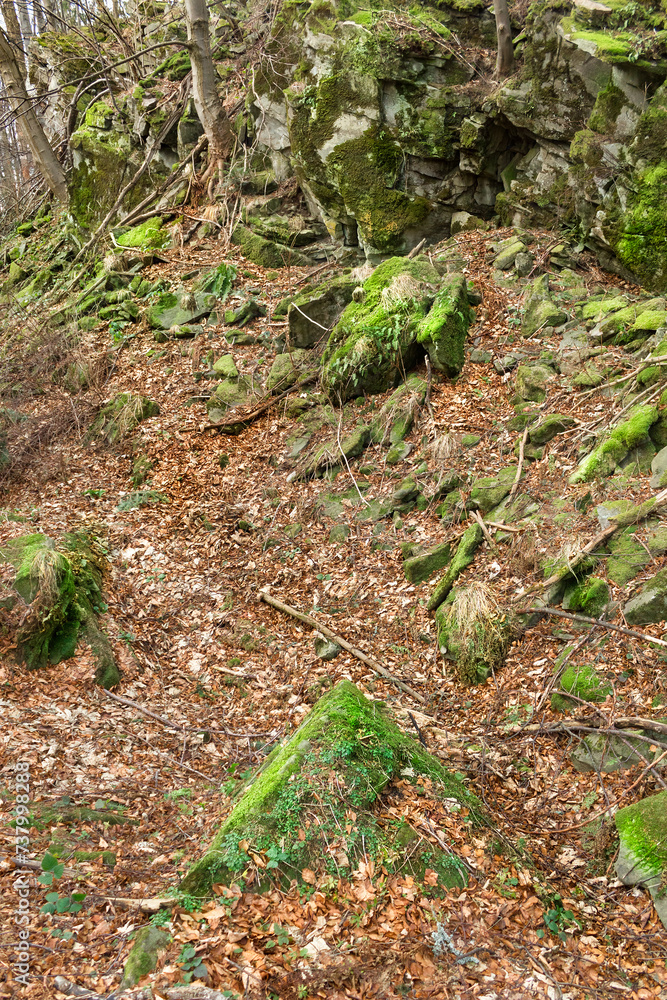 Fototapeta premium Moss on rocks