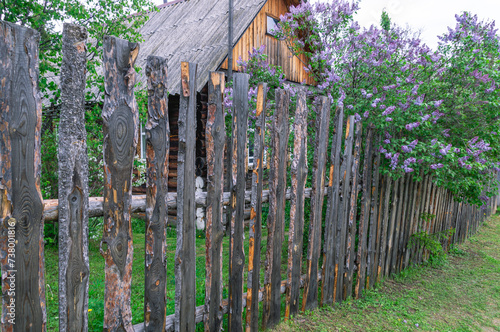 A stockade of rough planks in the village. The background is made of dark wooden planks. A fence in the village. A wooden village house is visible behind the fence. Lilacs bloomed near the fence.