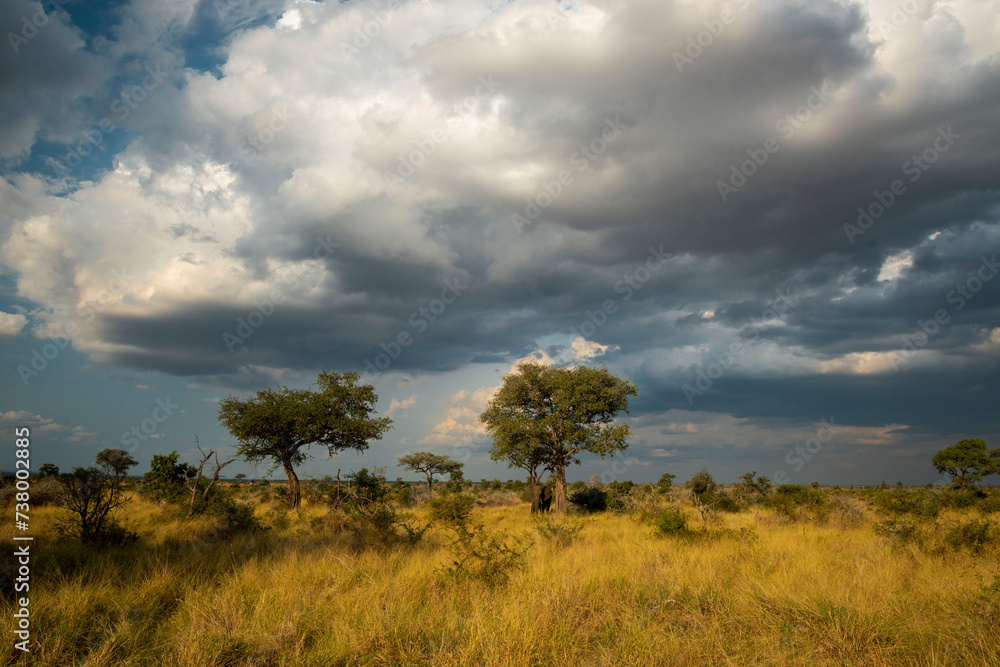 African savannah, Game reserve like Kruger Park and the Serengeti, African bushveld and wilderness in South Africa, Kenya or Tanzania. African savannah, Game reserve like Kruger Park and the Serengeti, African bushveld and wilderness in South Africa, Kenya or Tanzania.