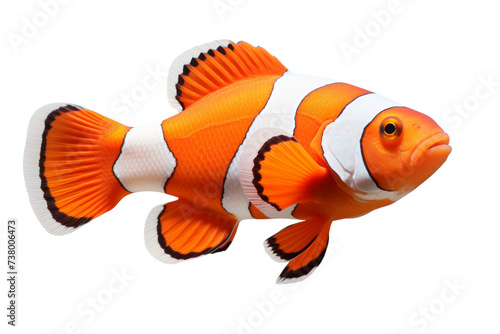 Orange and White Clown Fish. A vibrant orange and white clown fish gracefully swims in front of a clean, Transparent background.
