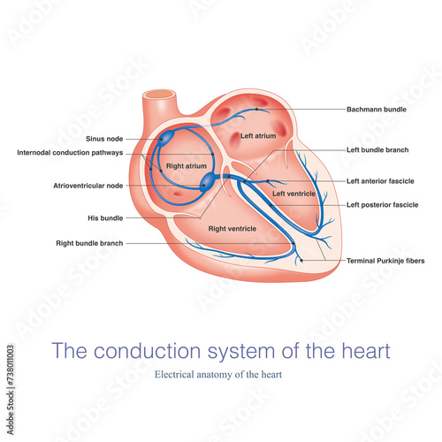 The conduction system of the heart is the electrical anatomy of the heart, which runs from the atria to the ventricles and is responsible for the formation and conduction of impulses.