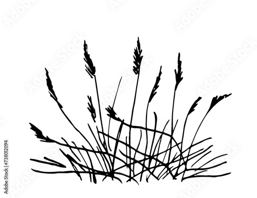 Simple vector ink sketch. Bush of dry grass, reeds. Wild plants of rivers and lakes. Nature and landscape. Duck hunting, fishing.
