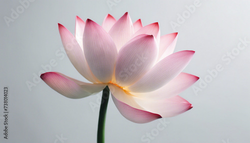 Lotus flower, isolated white background, copy space for text   © abu