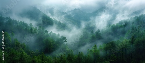 Amazing wild nature view of layer of mountain forest photo