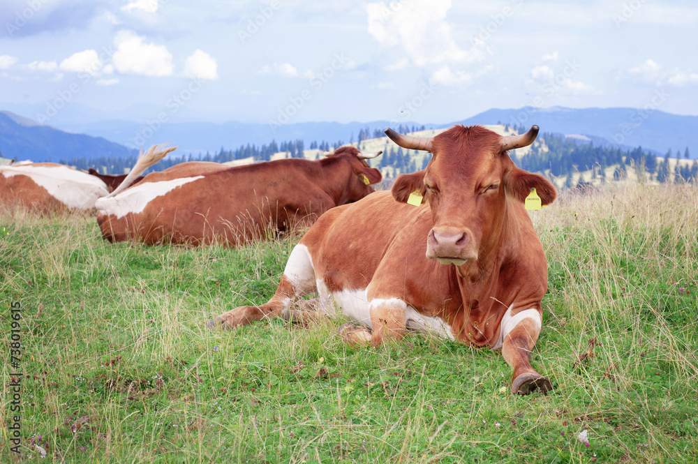 happy brown alpine cows are resting under the spring sun on a green lawn by the authentic slovenian village happy brown alpine cows are resting under the spring sun on a green lawn by the authentic slovenian village