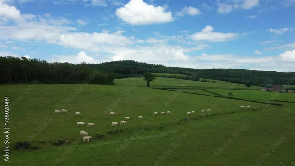 Cows in the middle of the French countryside in Europe, France, Burgundy, Nievre, Morvan, in summer on a sunny day. Cows in the middle of the French countryside in Europe, France, Burgundy, Nievre, Morvan, in summer on a sunny day.