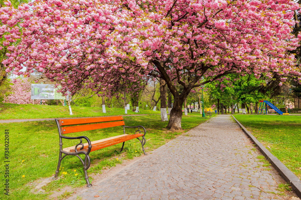 Fototapeta premium uzhgorod, ukraine - 26 apr 2015: masaryk square in spring. sakura tree in full blossom. wooden bench near the paved footpath under the pink cherry blossom on a sunny day