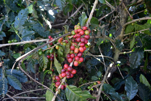 Coffee grains of varying degrees of ripeness on the branches of coffee bushes on a plantation in Costa Rica
