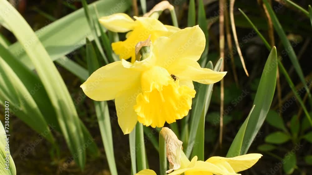 A yellow narcissus flower grows in a flower bed in the garden. A yellow narcissus flower grows in a flower bed in the garden.