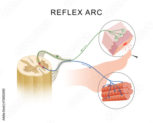 Reflex Action and Reflex Arc photo