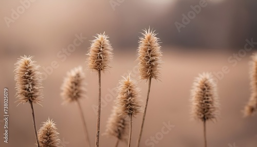 Dry plants with a blurred backdrop as a background