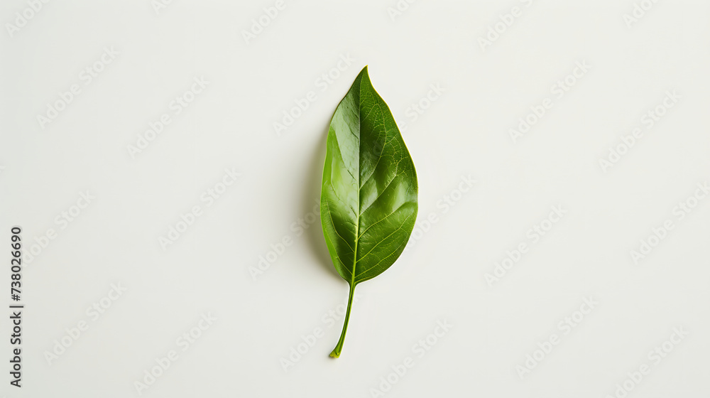 Single Green Leaf Centered on a Clean White Background Single Green Leaf Centered on a Clean White Background