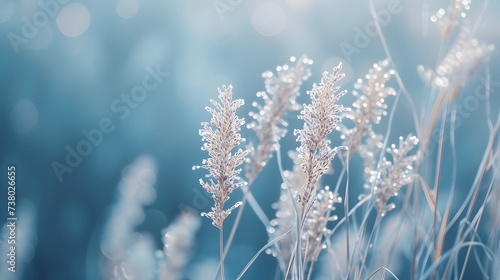 Dew on Wild Grass Blades Closeup Bokeh Background © HappyKris