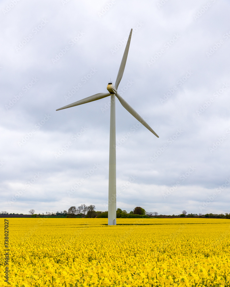 Windmill in rapeseed