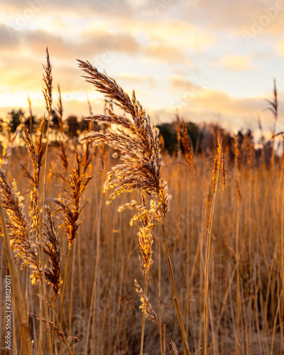 Grain in sunlight
