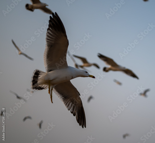 Low angle view of black-tailed gull flying against sky