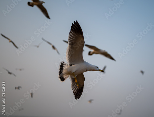 Low angle view of black-tailed gull flying against sky