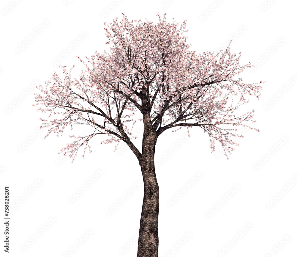 桜の木_3Dイラスト_1 桜の木_3Dイラスト_1