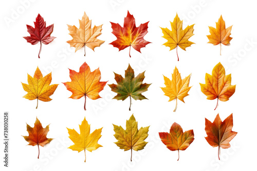 Assorted Colored Leaves. A vibrant assortment of differently colored leaves scattered on a plain Transparent background.