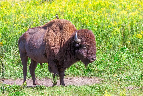 Buffalo and a Bird, A Symbiotic Relationship