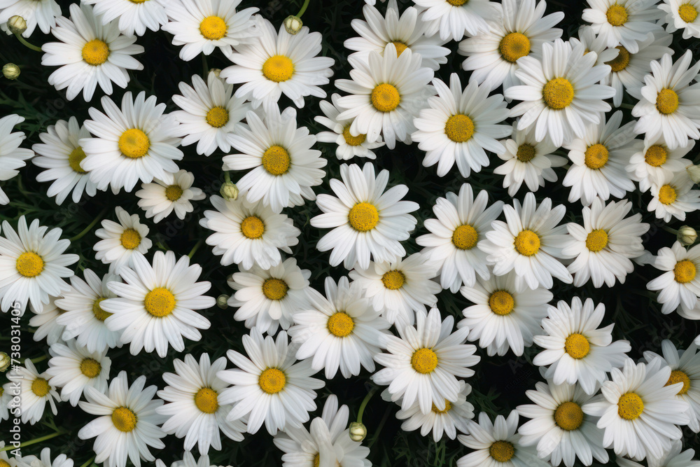 Daisies in Bloom: Vibrant Natural Beauty in a Sunny Meadow Daisies in Bloom: Vibrant Natural Beauty in a Sunny Meadow