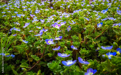 Background with small blue flowers on a meadow