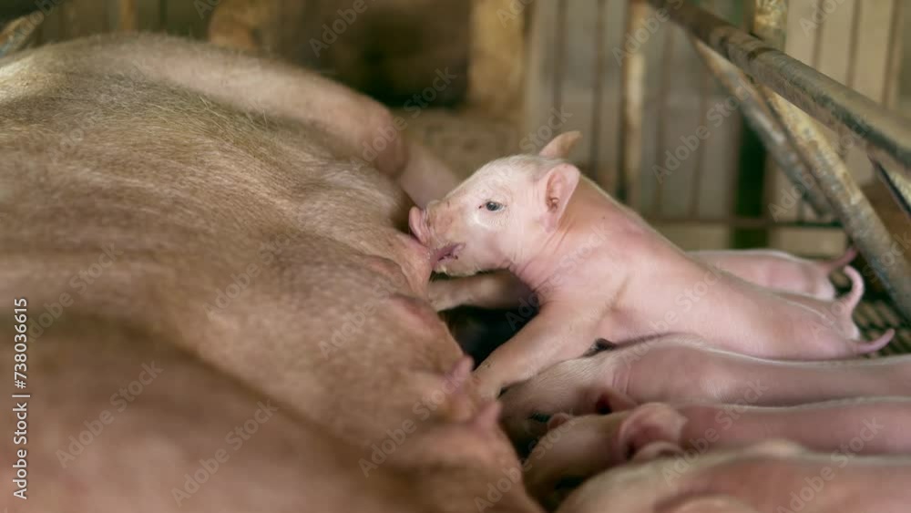 Close-up of Many newborn piglet is sucking milk from a mother pig ,4k,livestock Close-up of Many newborn piglet is sucking milk from a mother pig ,4k,livestock