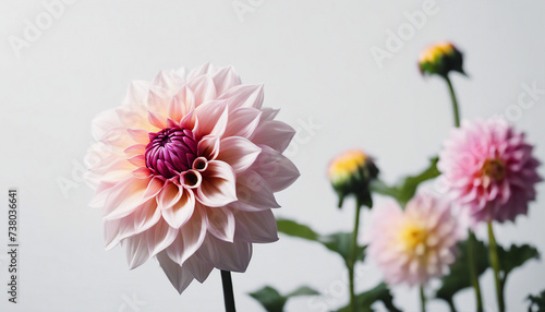 dahlia flower, isolated white background, copy space for text
