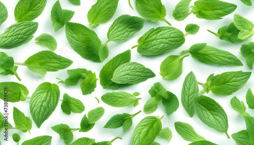 Fresh and Vibrant: Green Mint Pepper Leaves Isolated on White Background