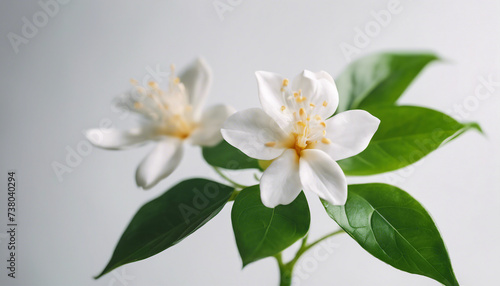 jasmine flower, isolated white background, copy space for text