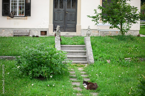 five gorgeous fluffy cats in a rural cozy garden against the  old historical villa