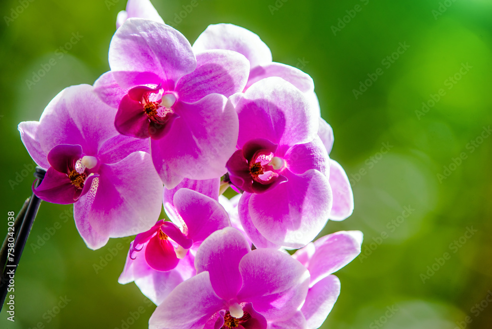 Purple Orchid branch on green natural background
Purple Orchid branch on green natural background