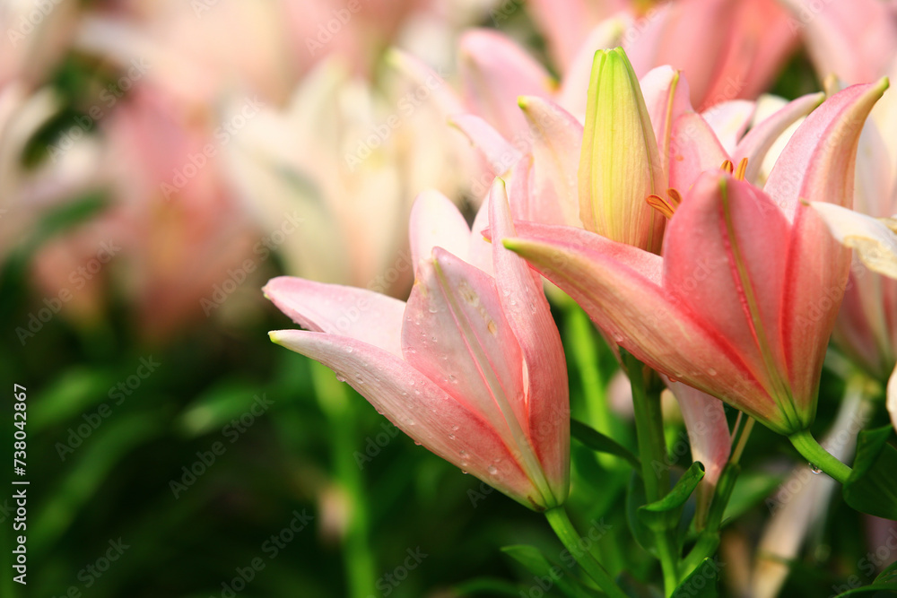blooming colorful Oriental Lily or Fragrant Lily flower with raindrops,close-up of pink with white lily flowers growing in garden  