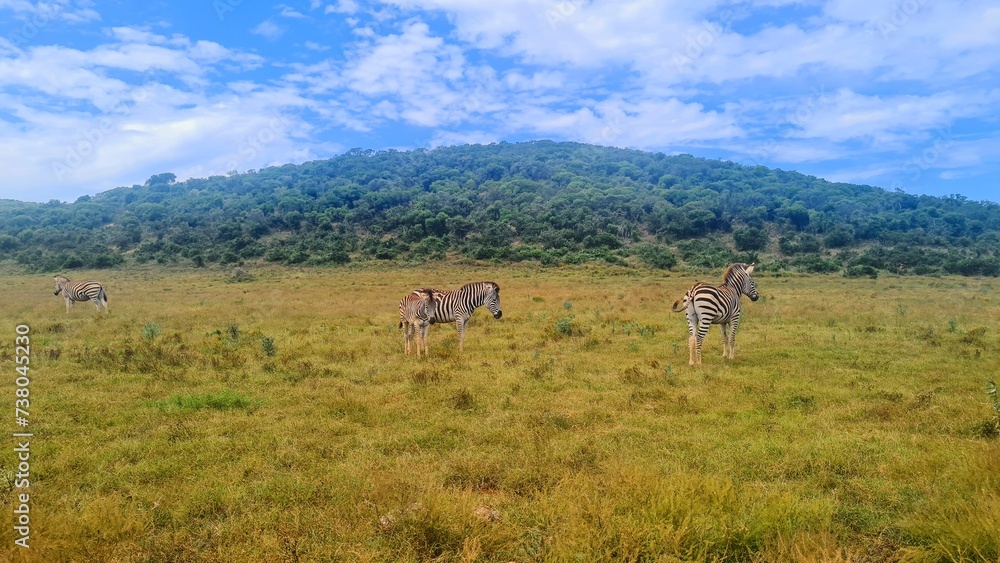 Zebras in National Park