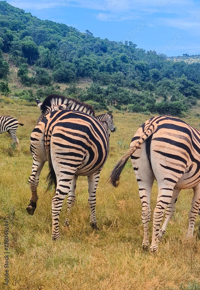 Naklejka premium Zebras in National Park
