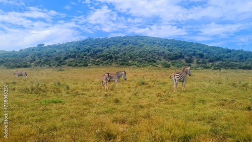 Zebras in National Park © Solene