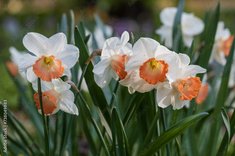 White and pink Large-Cupped daffodils (Narcissus) Chromacolor bloom in a garden White and pink Large-Cupped daffodils (Narcissus) Chromacolor bloom in a garden